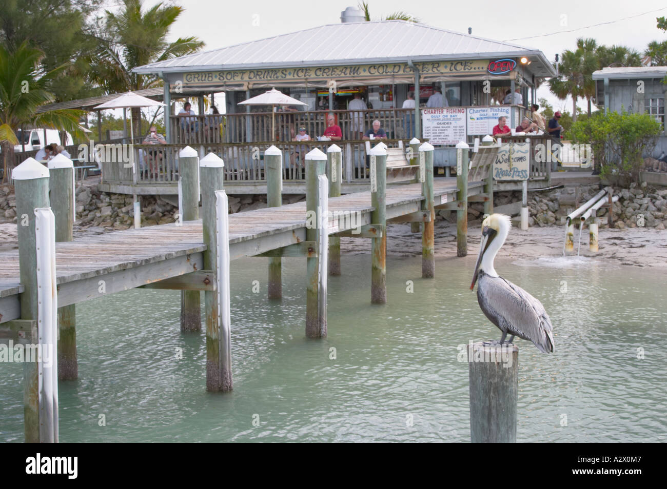 PELICAN AT NEW PASS GRILL ON CITY ISLAND ON SARASOTA BAY IN SARASOTA