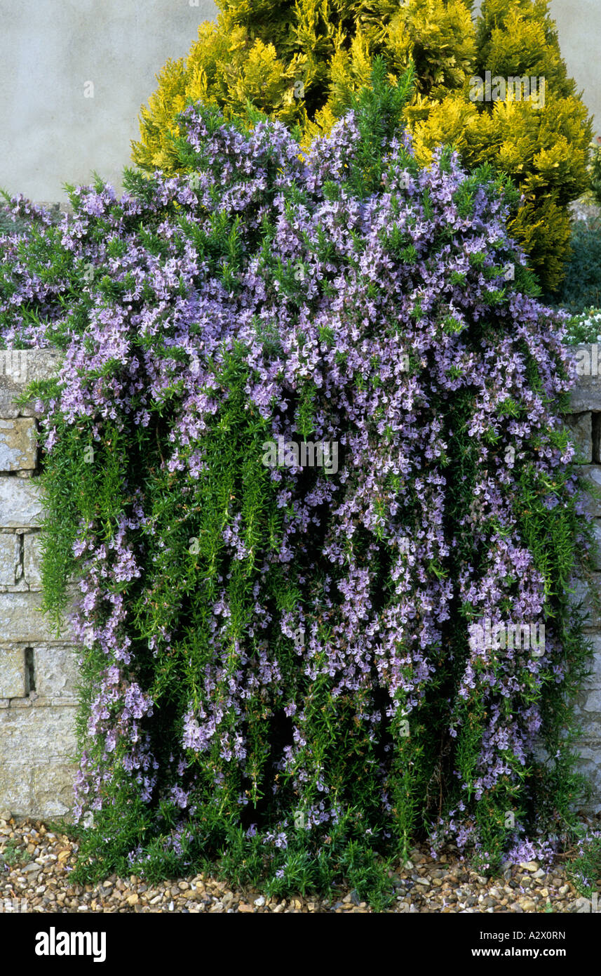 Rosmarinus officinalis Prostratus Group stone brick wall, culinary herb, aromatic plant, blue flowers, rosemary Stock Photo