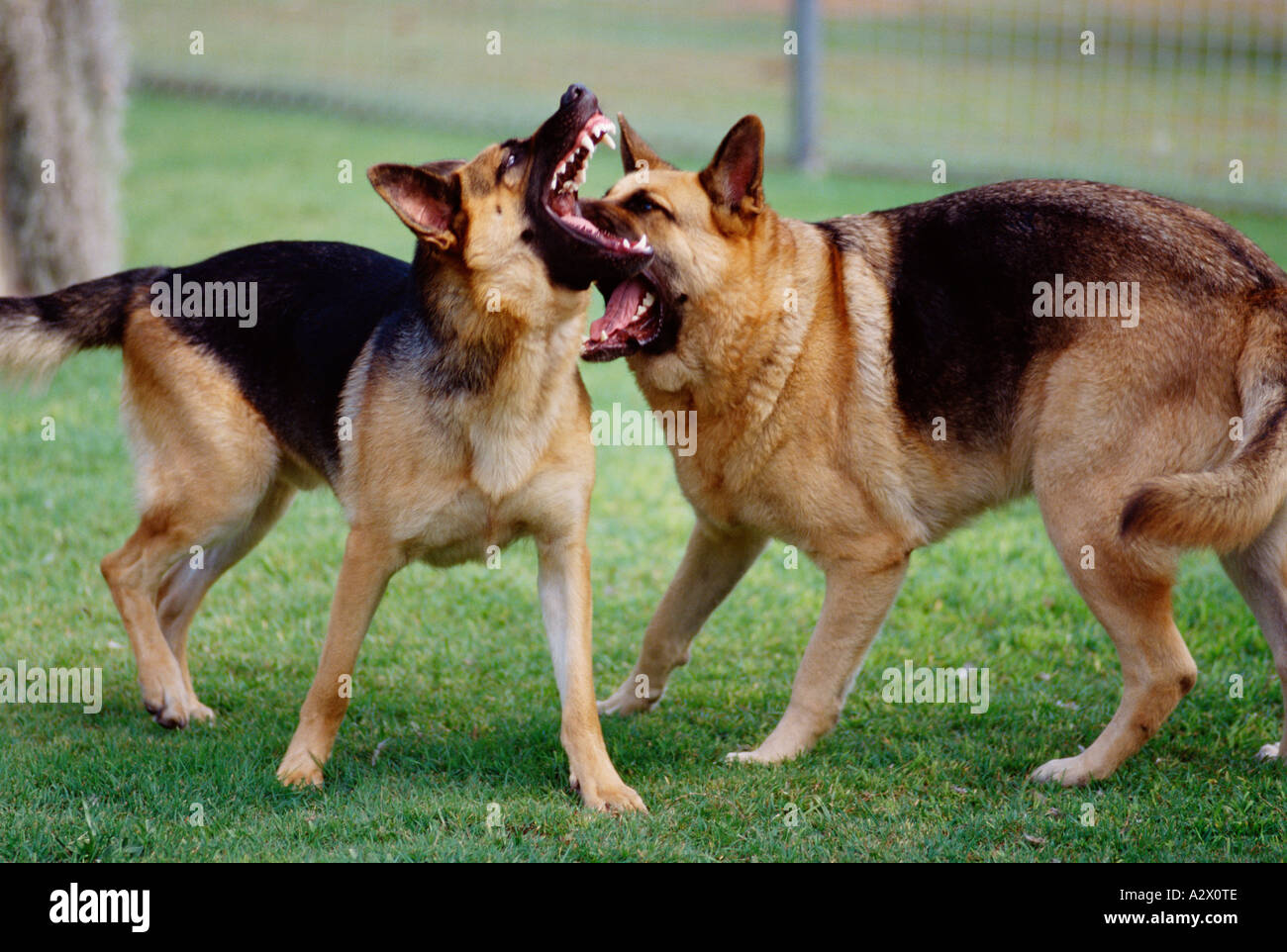 german shepherd fighting