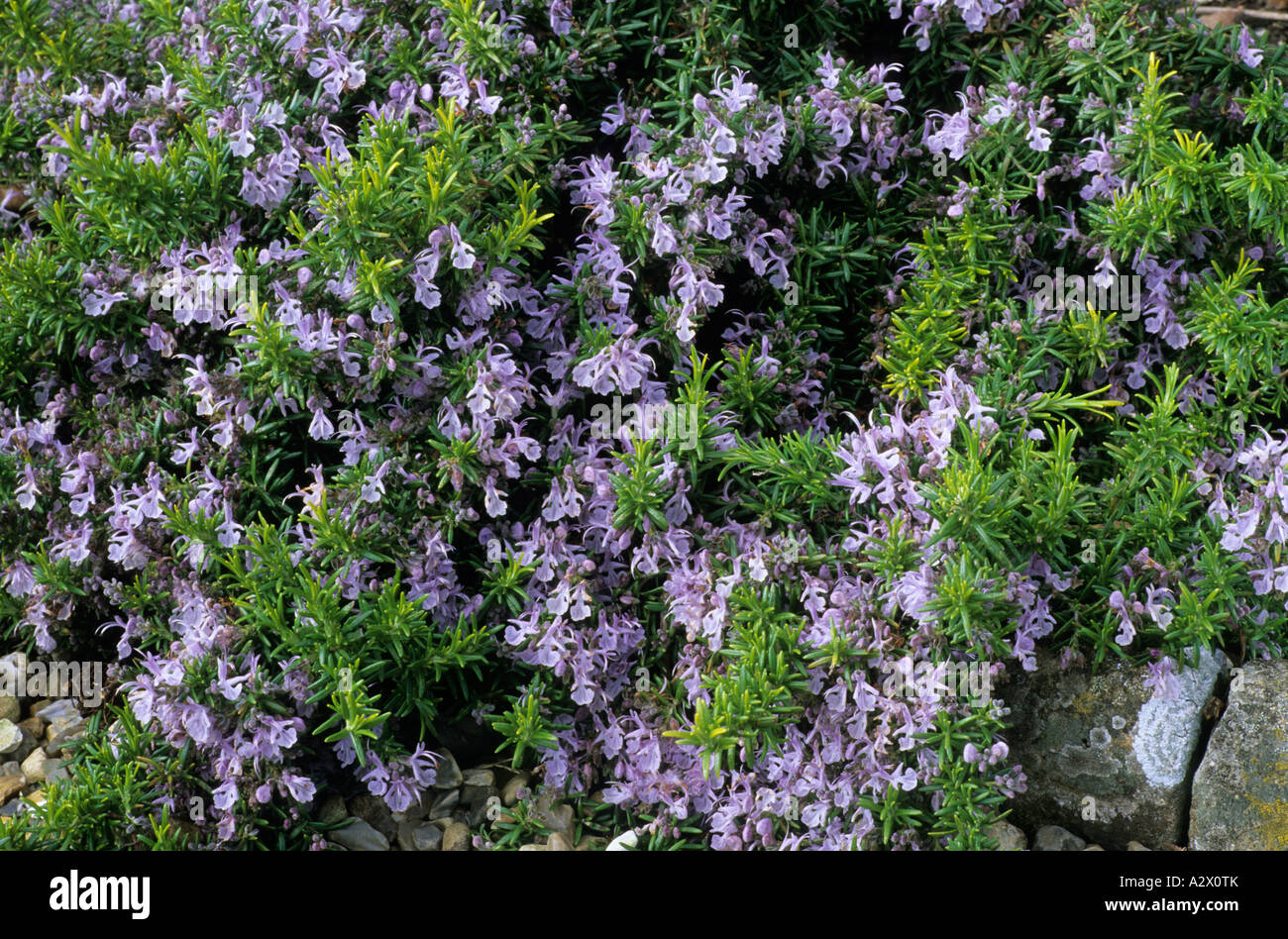 Rosmarinus officinalis Prostratus Group rosemary blue flower flowers garden plant plants herb herbs Stock Photo