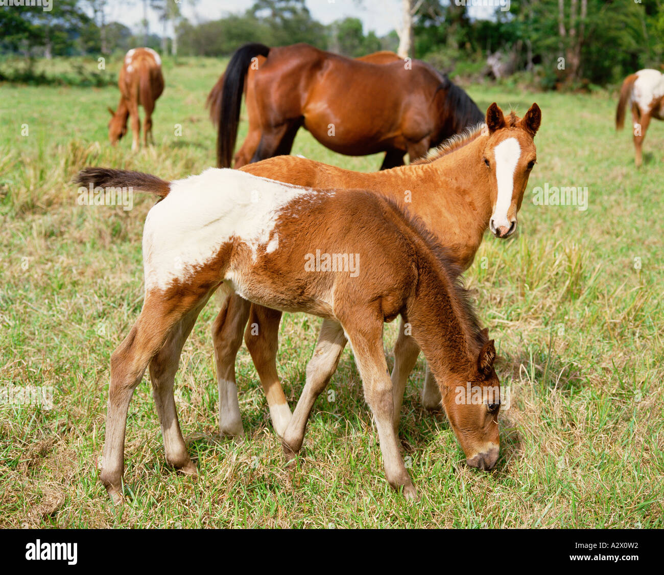Appaloosa horse rearing hi-res stock photography and images - Alamy
