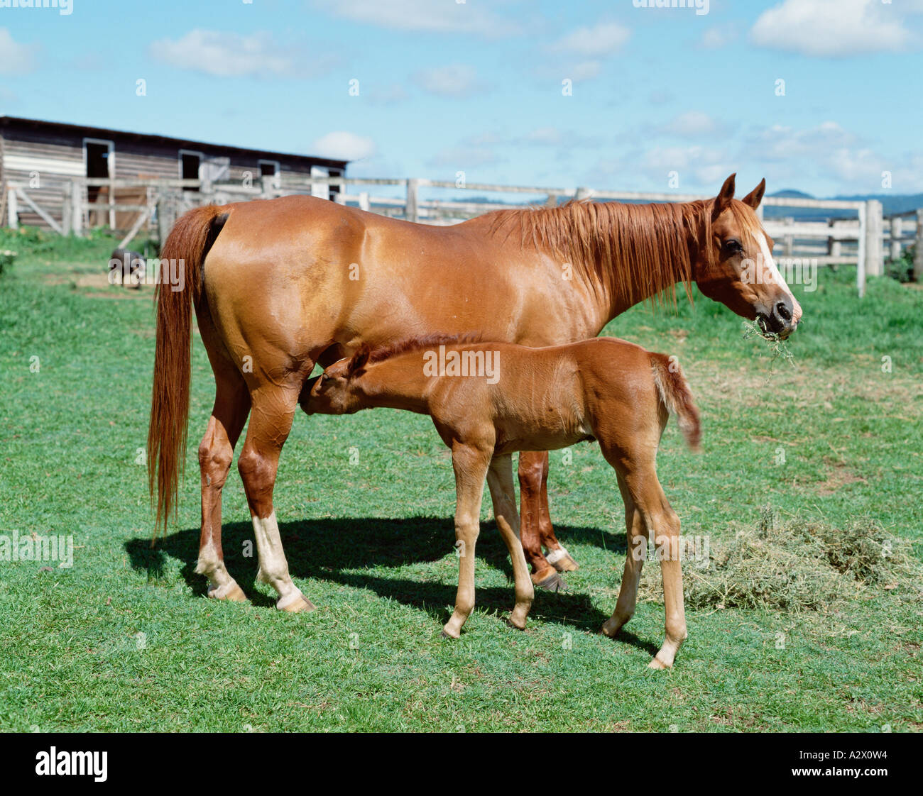 Thoroughbred Arabian mare and suckling foal. Stock Photo