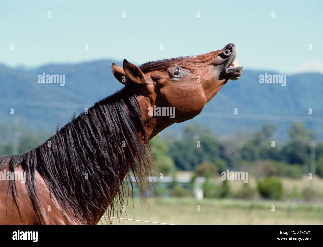 Side view close up of Arabian stallion horse braying. Stock Photo
