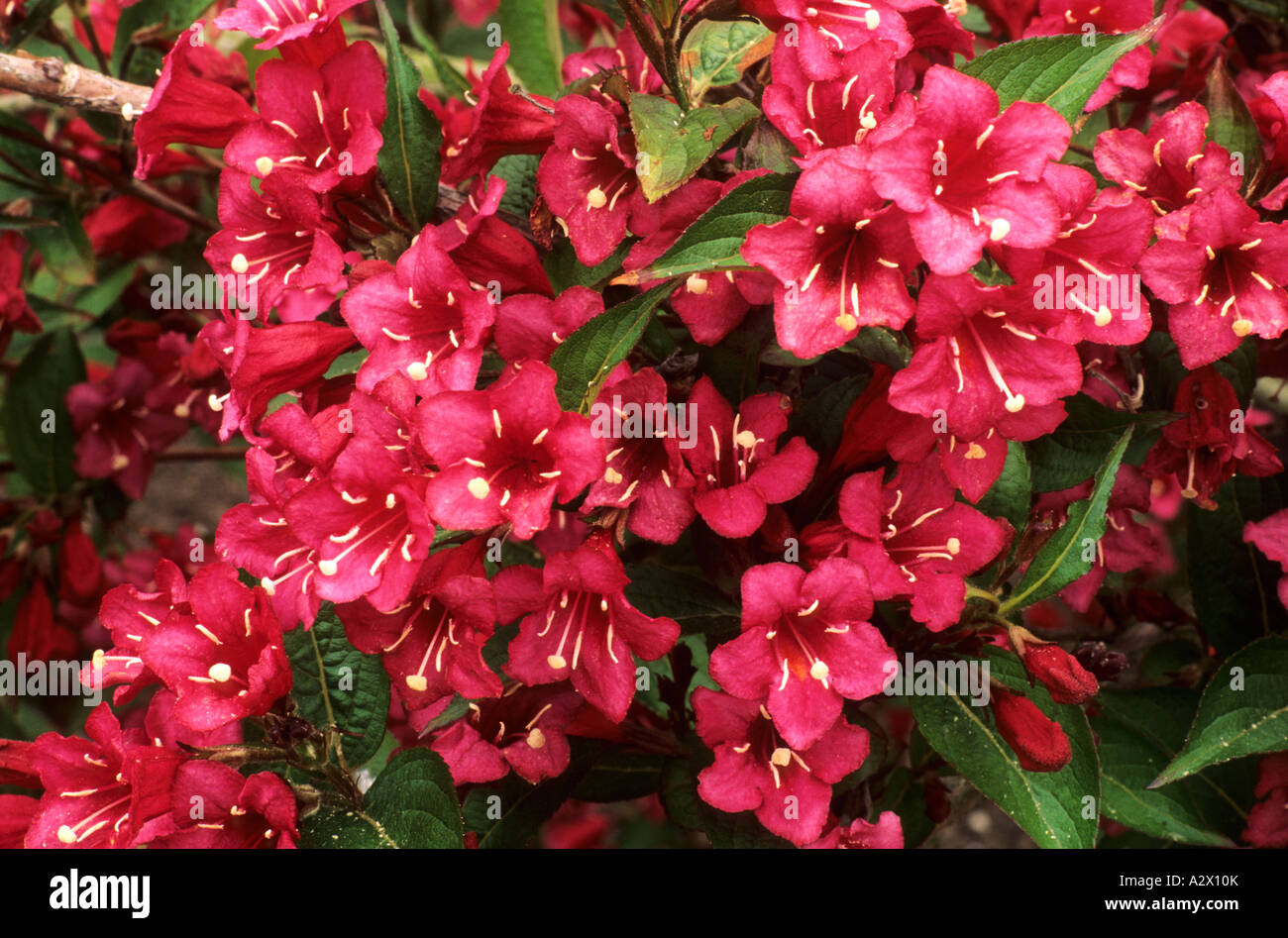 Weigela Bristol Ruby Stock Photo