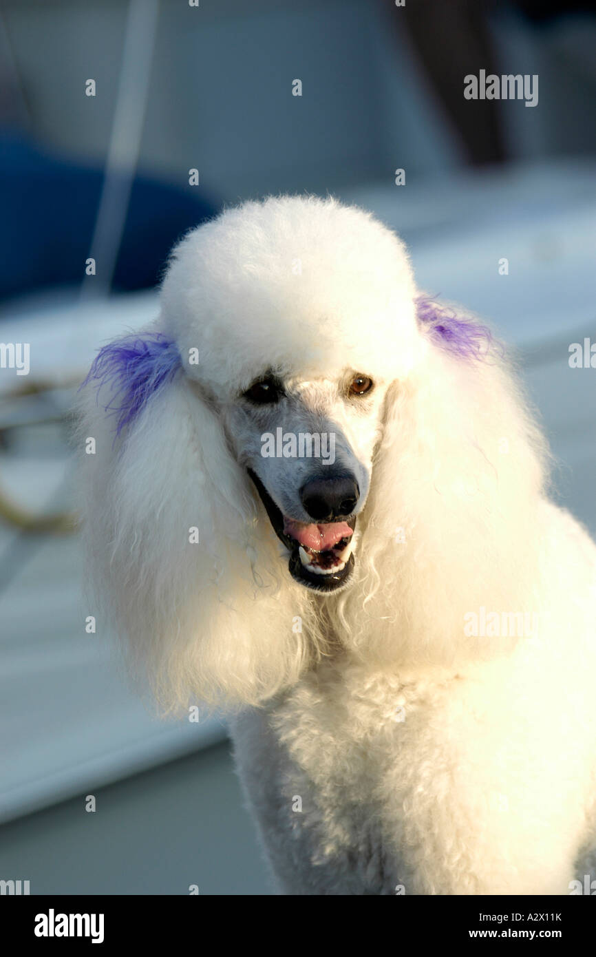 Poodle with cheap bow