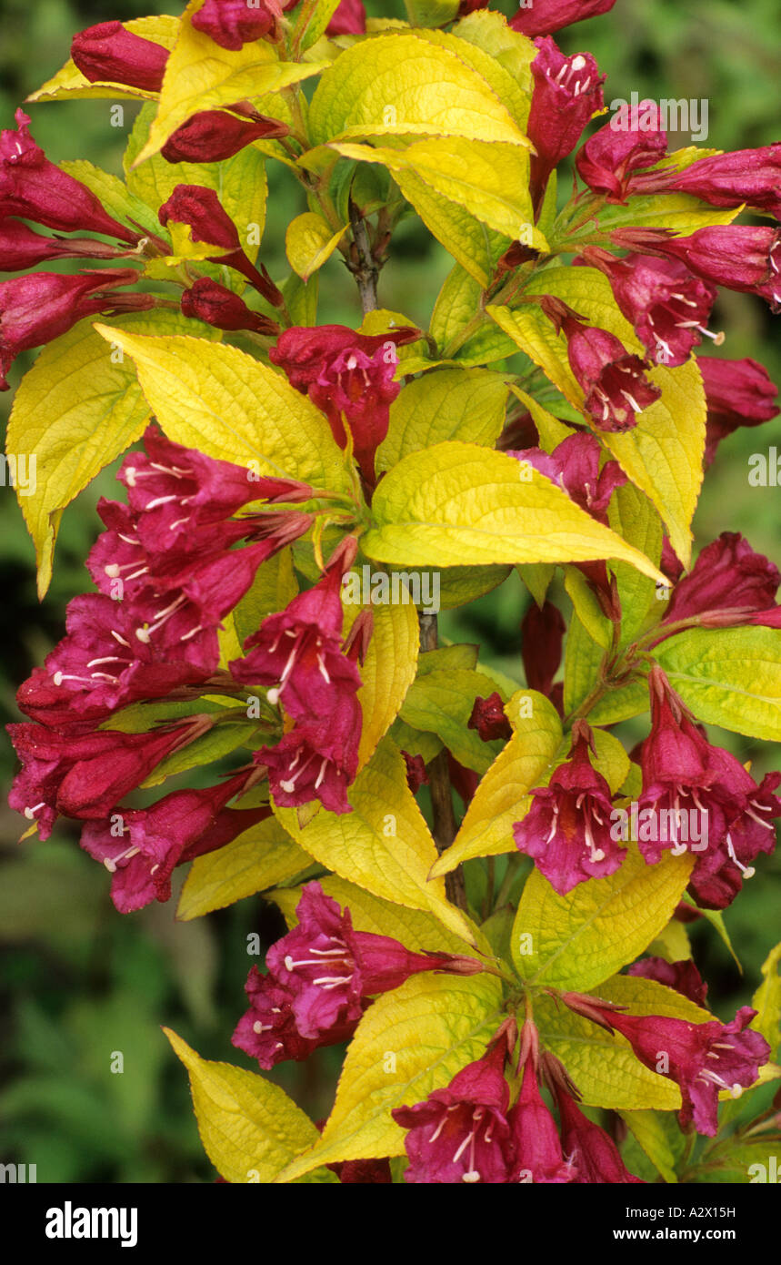 Weigela Briant Rubidor syn Rubidor syn Olympiade Stock Photo Alamy