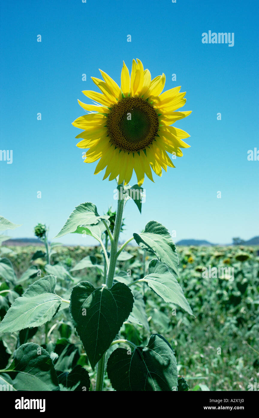 Oilseeds hires stock photography and images Alamy