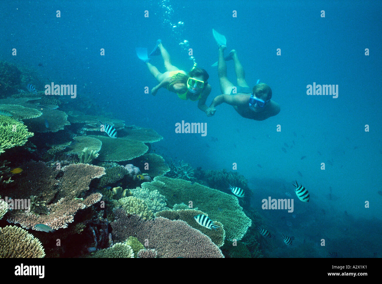 Australia. Queensland. Great Barrier Reef. Young couple snorkeling. Stock Photo