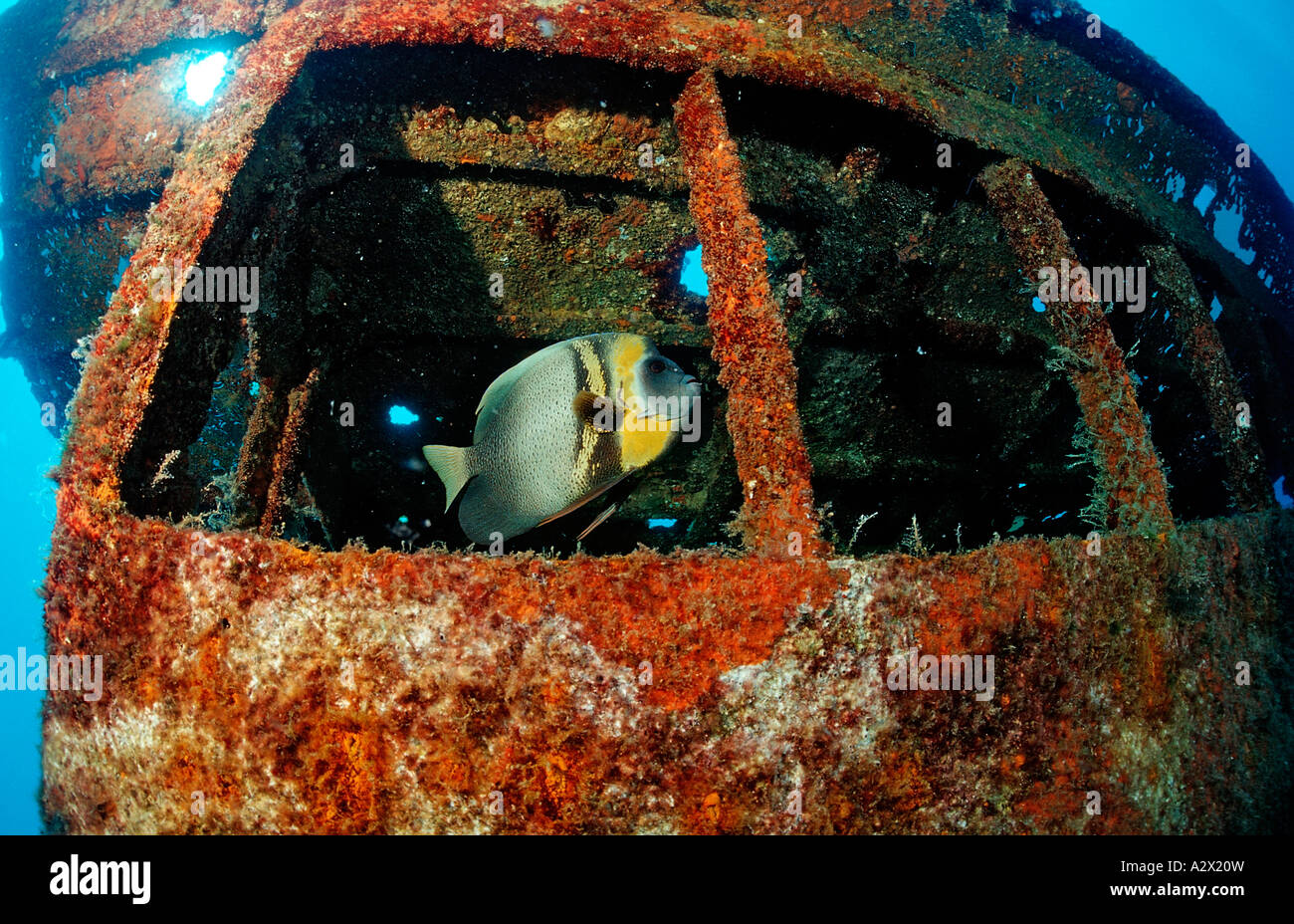 Cortez angelfish in ship wreck Pomacanthus zonipectus Mexico Sea of Cortez Baja California La Paz Stock Photo