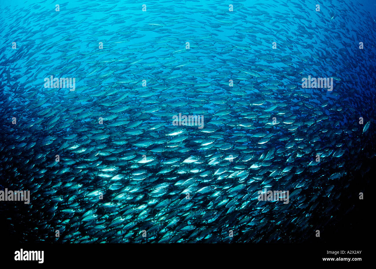 Schooling Pacific chub mackerel Macarela estornino Scomber japonicus Mexico Sea of Cortez Baja California La Paz Stock Photo