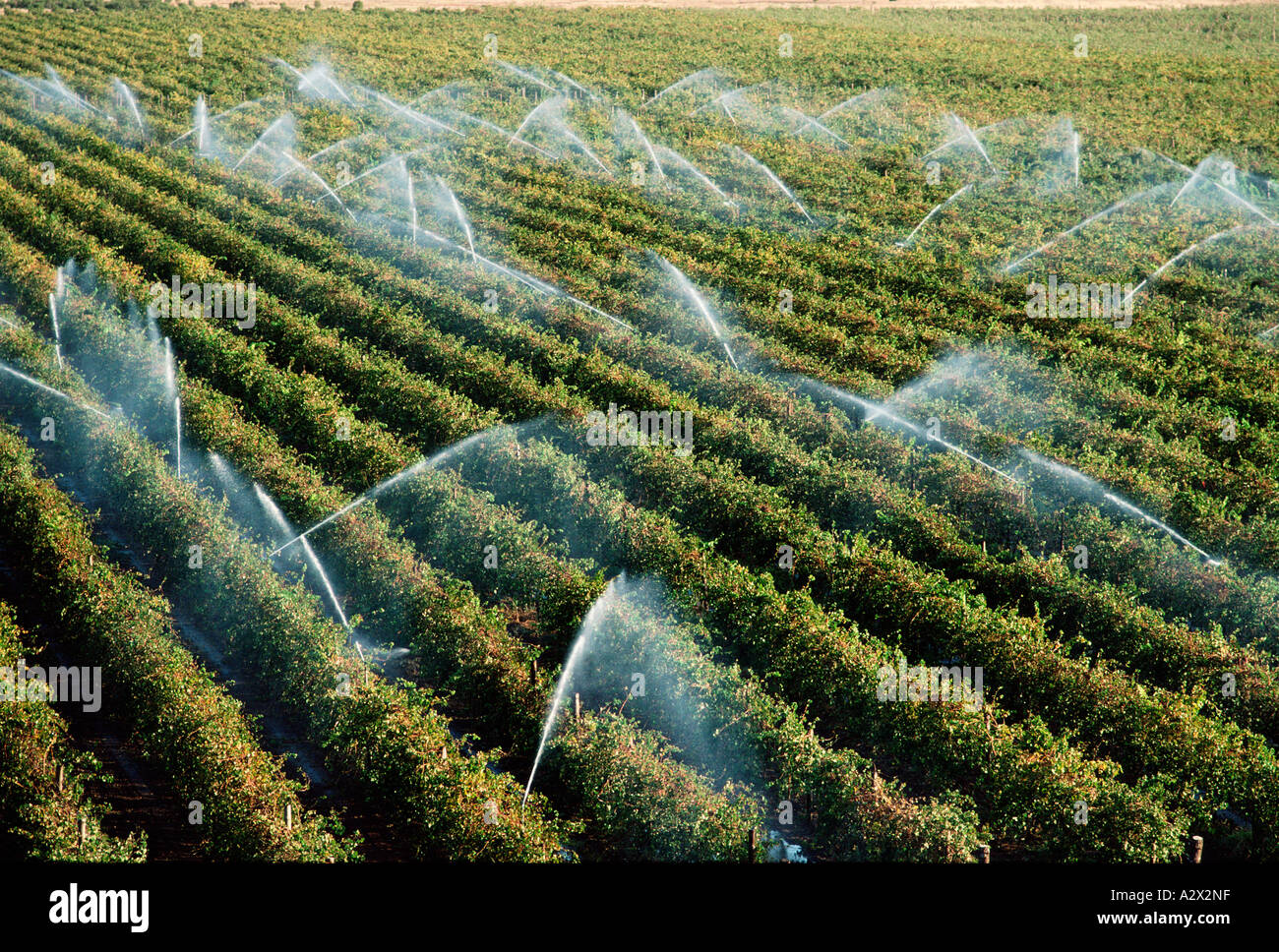 Farming Agriculture Crop Grapes Wine grapes Irrigation Stock Photo