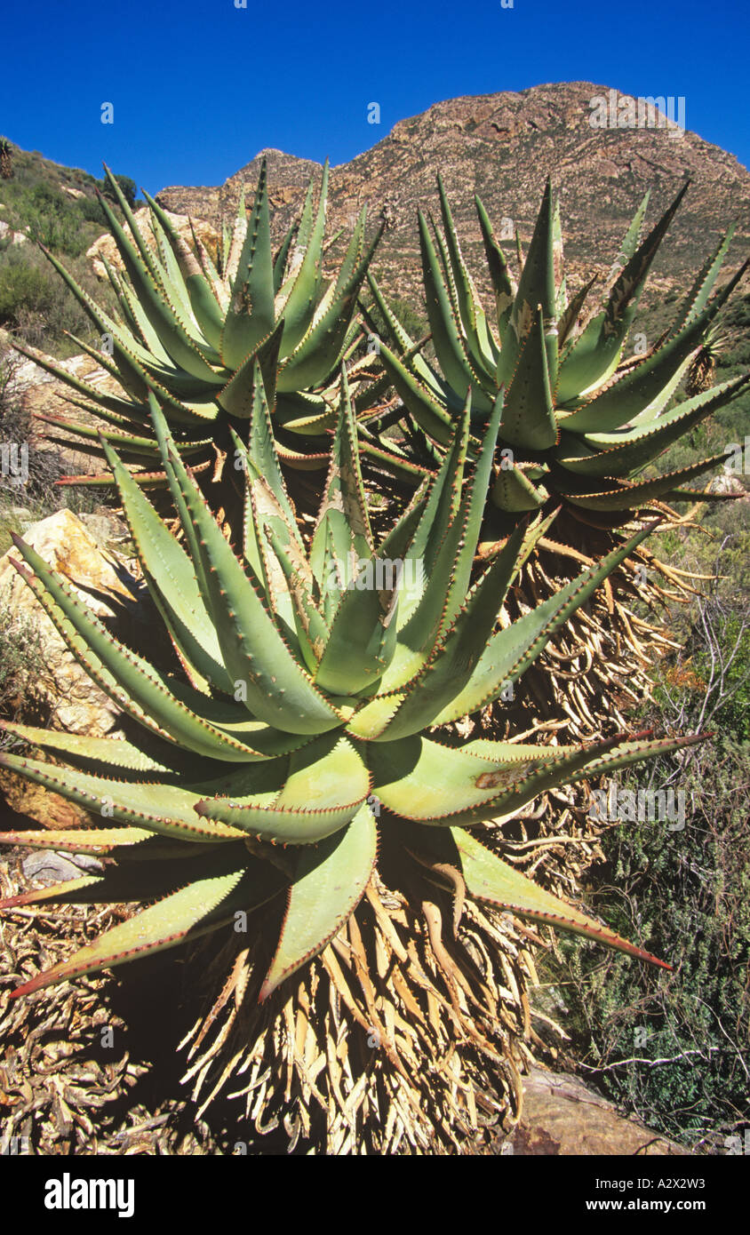 Aloes on Swartberg Pass South Africa Stock Photo