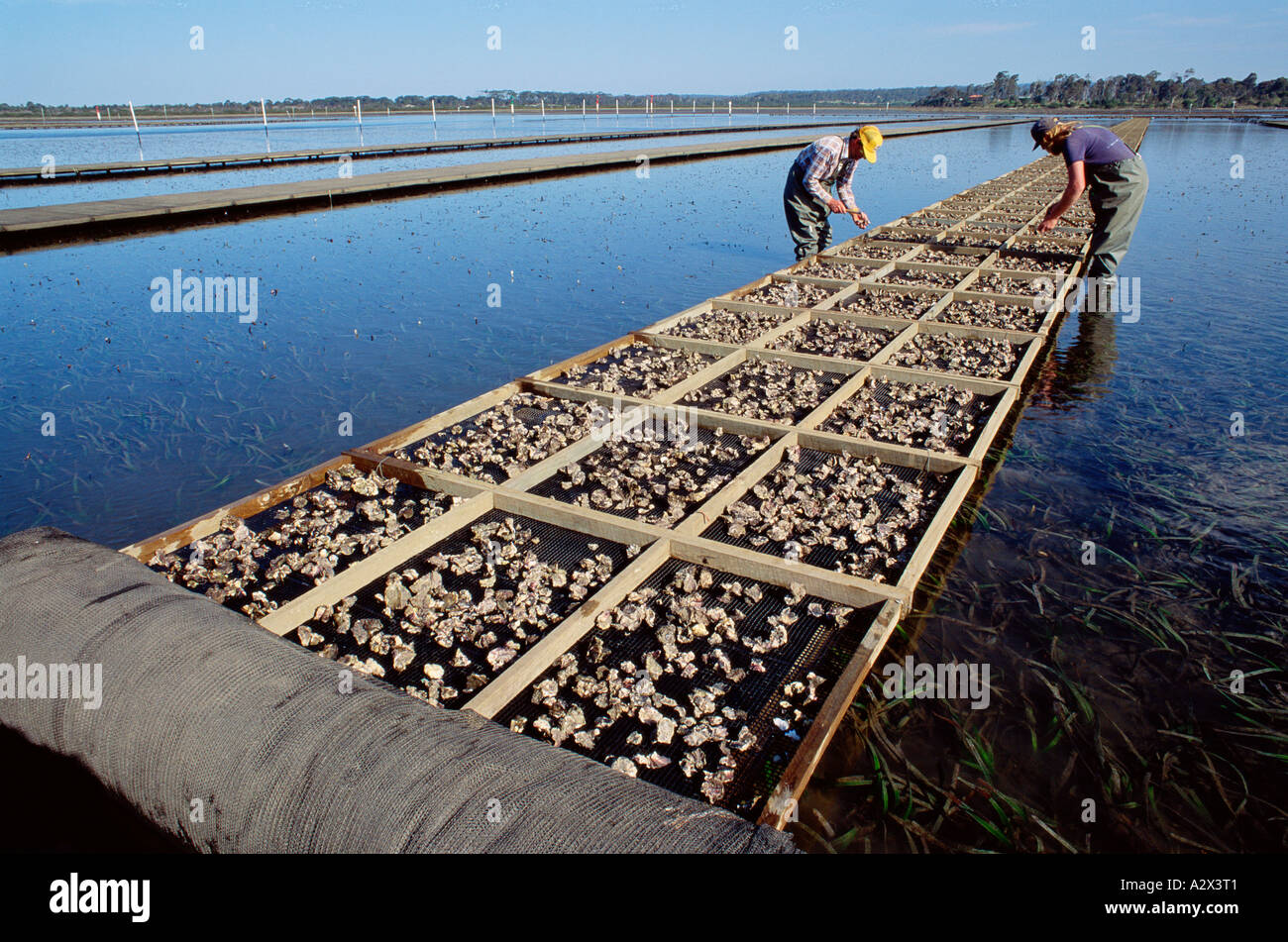 Merimbula oyster hires stock photography and images Alamy