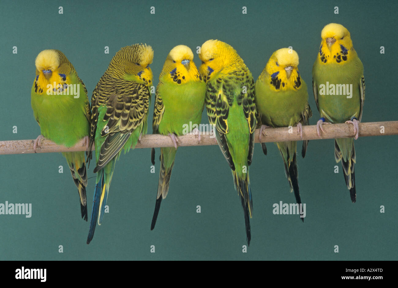 Budgerigars portrait against a green backgound Stock Photo