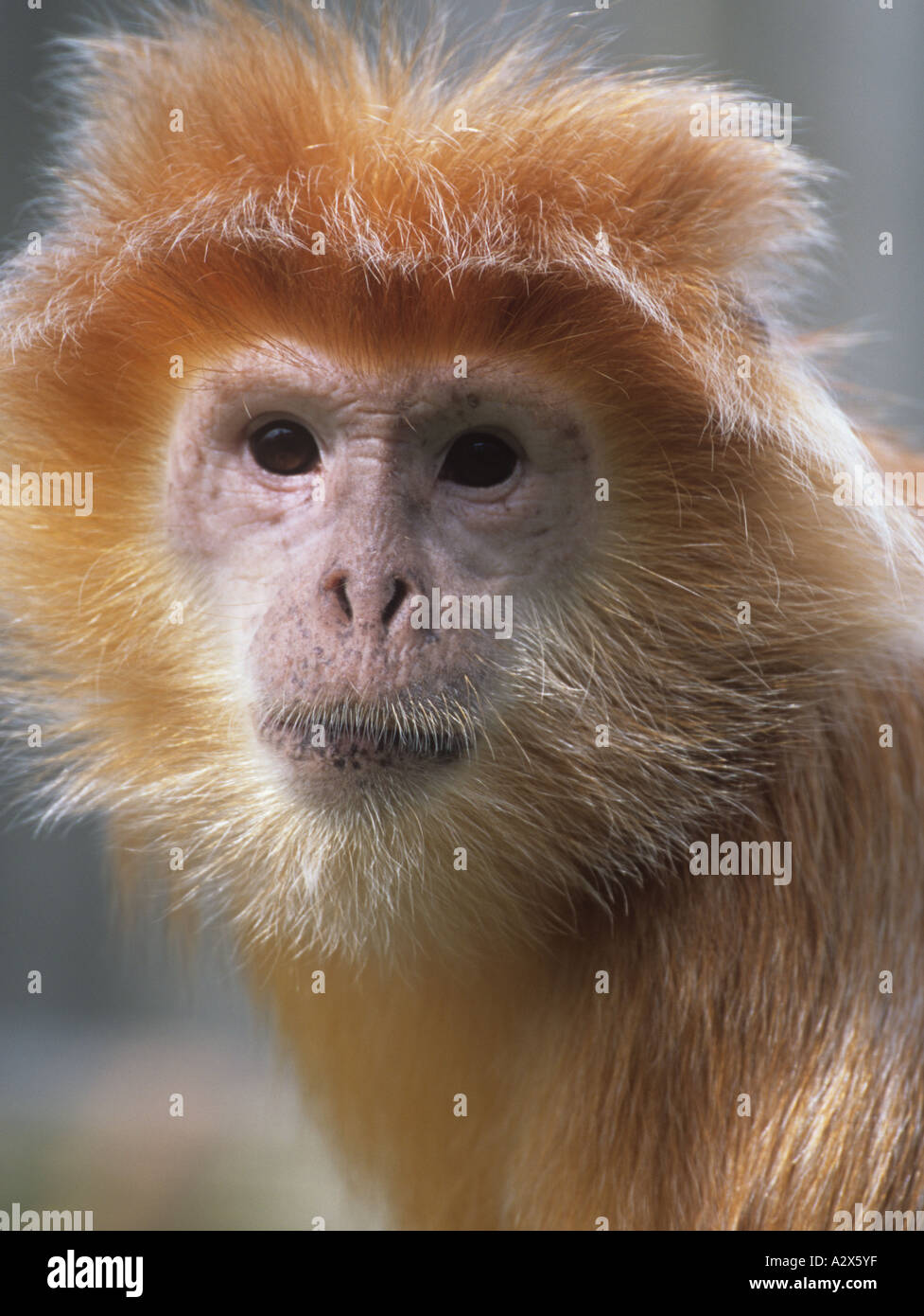 East Javan langur, or Ebony Langur Trachypithecus auratus female Stock Photo