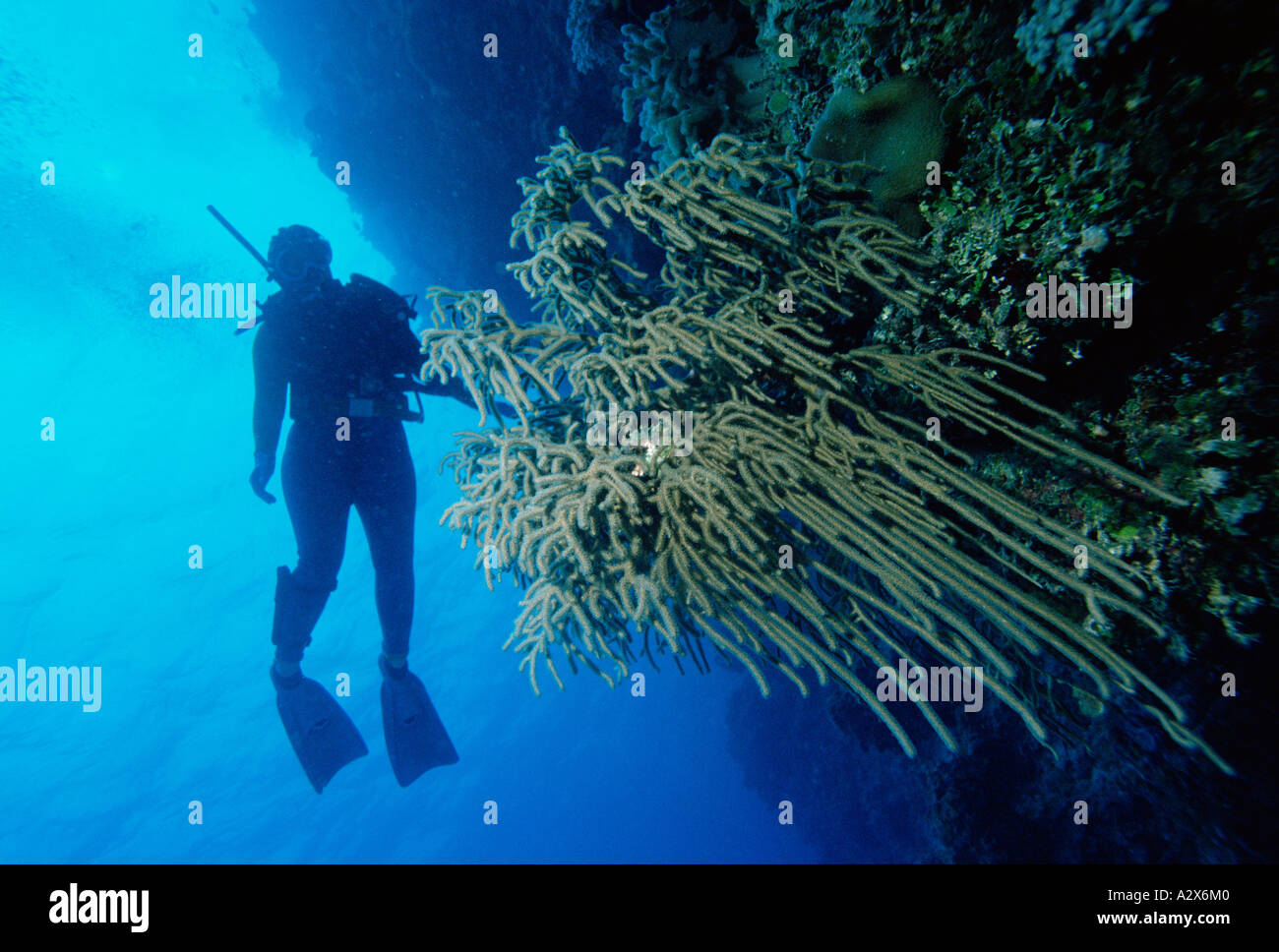 Australia. Queensland. Great Barrier Ref. Scuba diver underwater Stock