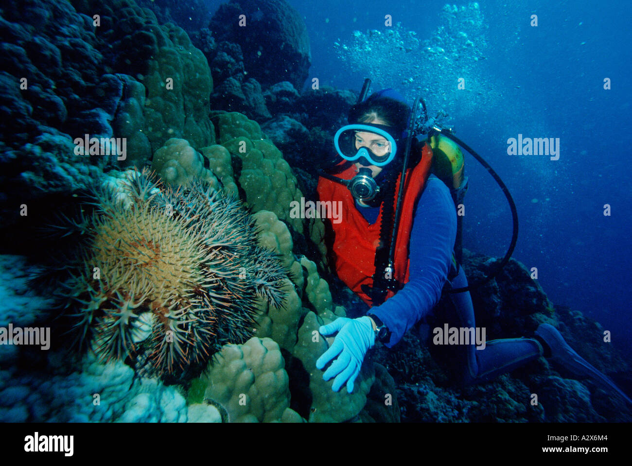 Australia. Great Barrier Reef. Scuba diving woman underwater by coral reef with Crown of Thorns destructive starfish. Stock Photo
