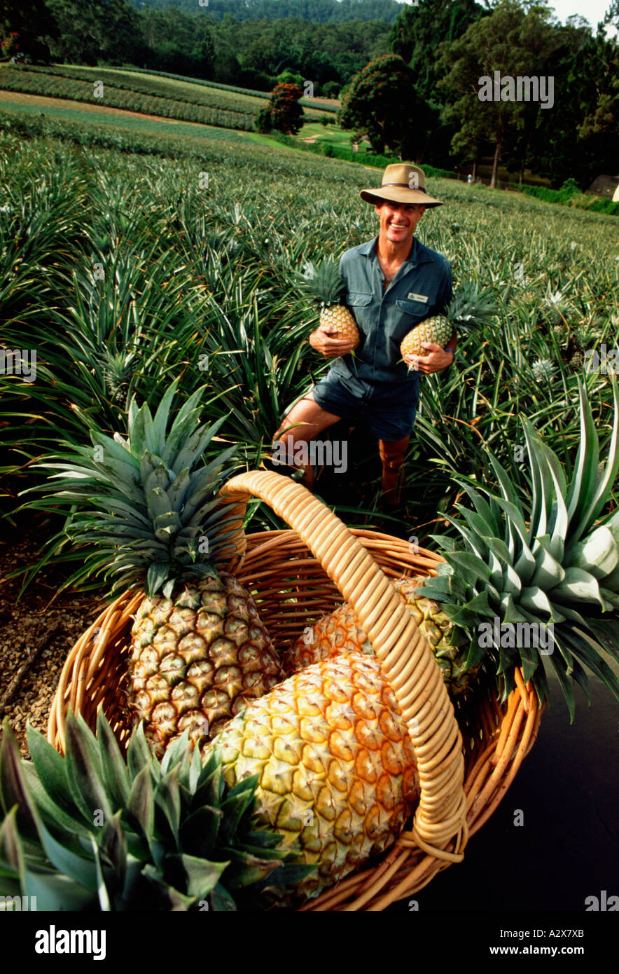 Australia. Queensland. Agriculture. Man with ripe pineapples on