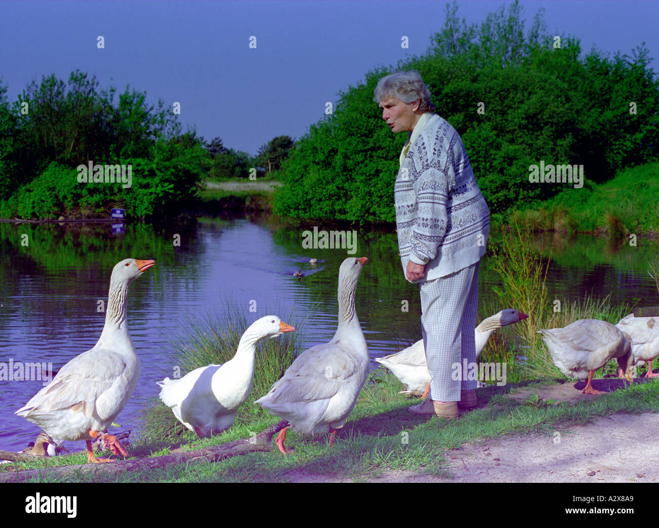 elderly woman with geese Stock Photo Alamy
