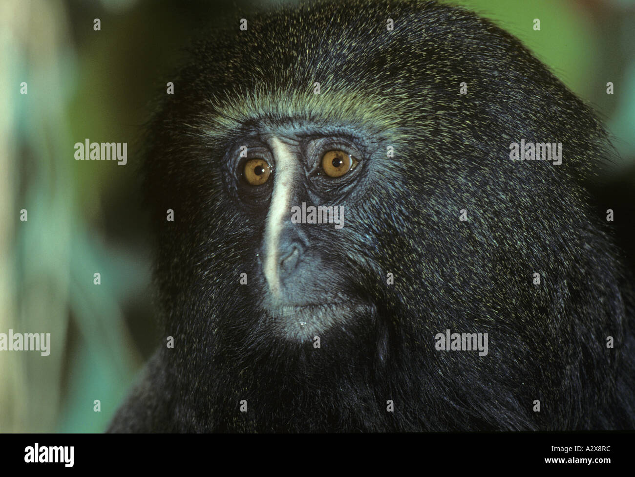 Owl-Faced Monkey  Cercopithecus hamlyni Stock Photo