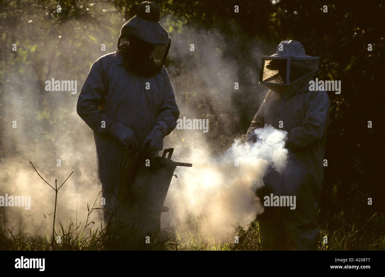 Bee keeping Minas Gerais Brazil Stock Photo