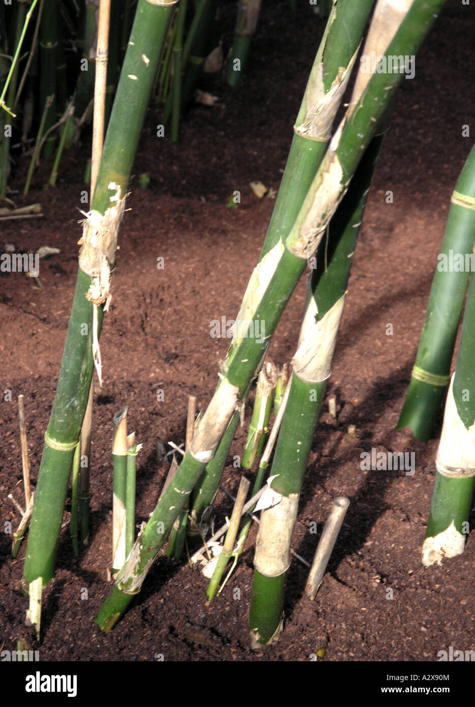 Bamboo shoots growing in soil Stock Photo Alamy