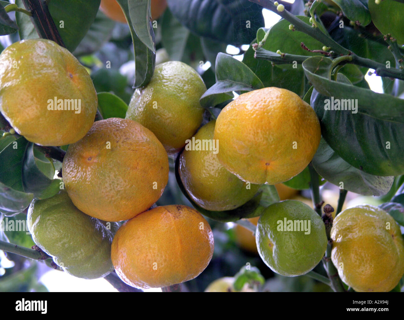 Satsuma Oranges growing on a tree Stock Photo Alamy