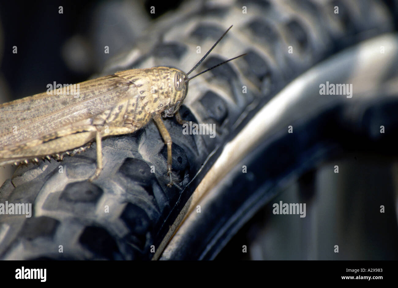 Grasshopper posed on the wheel of a mountain bike Stock Photo