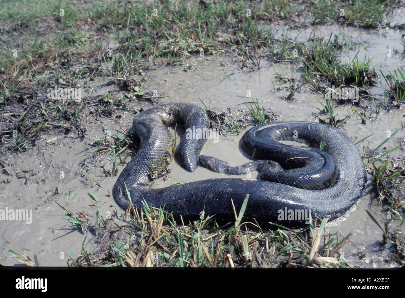 Giant Or Green Anaconda Snake Eunectes Nurinus Venezuela Predator Carnivore Sanz Visual Written Stock Photo Alamy