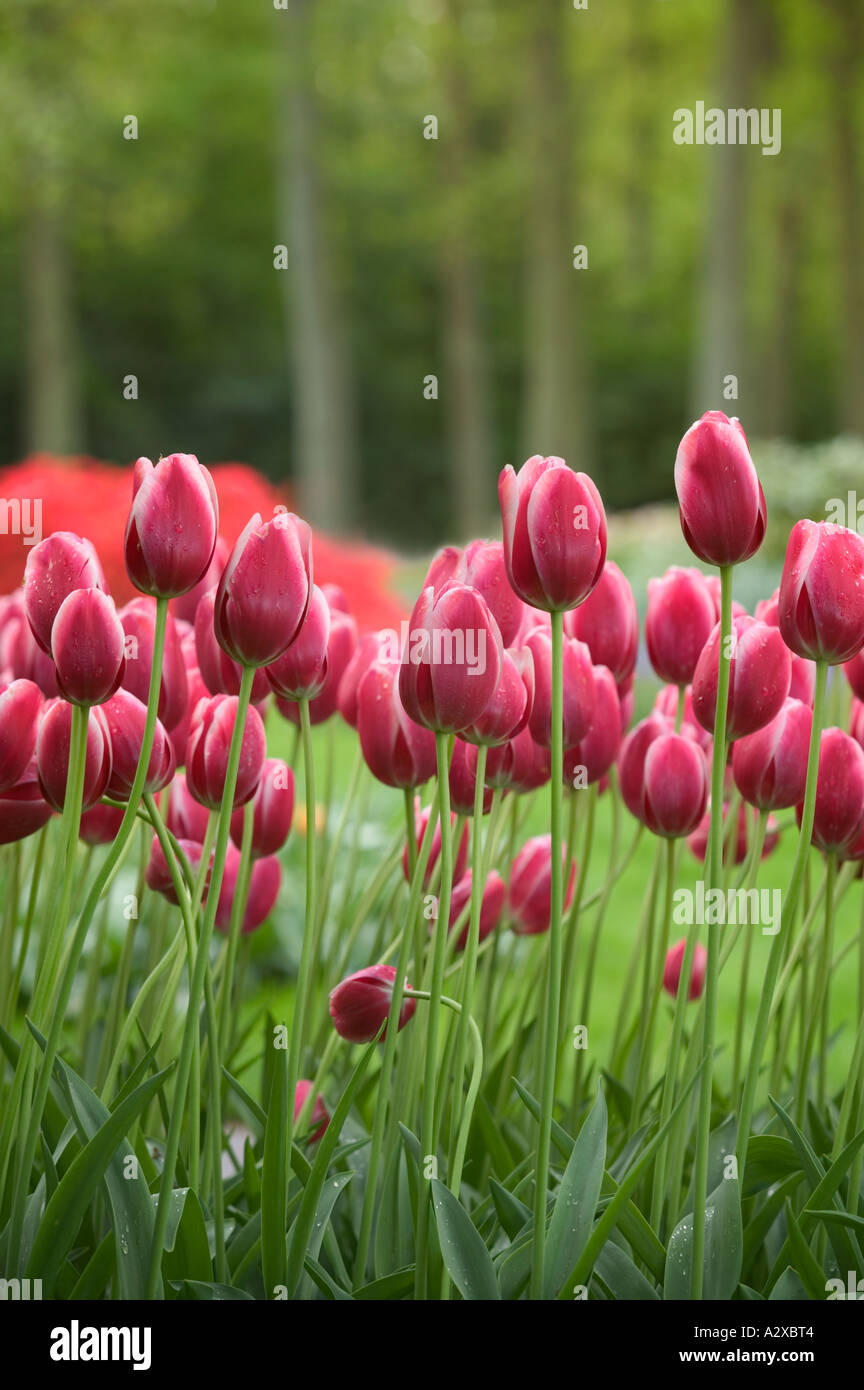Detail of tulips in the Keukenhof Gardens, Leiden. Stock Photo
