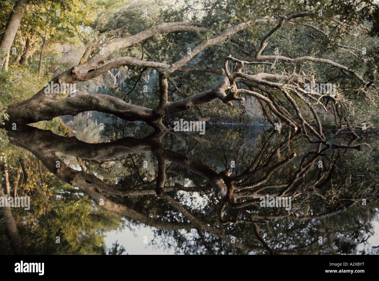 Tree and Reflection Stock Photo - Alamy