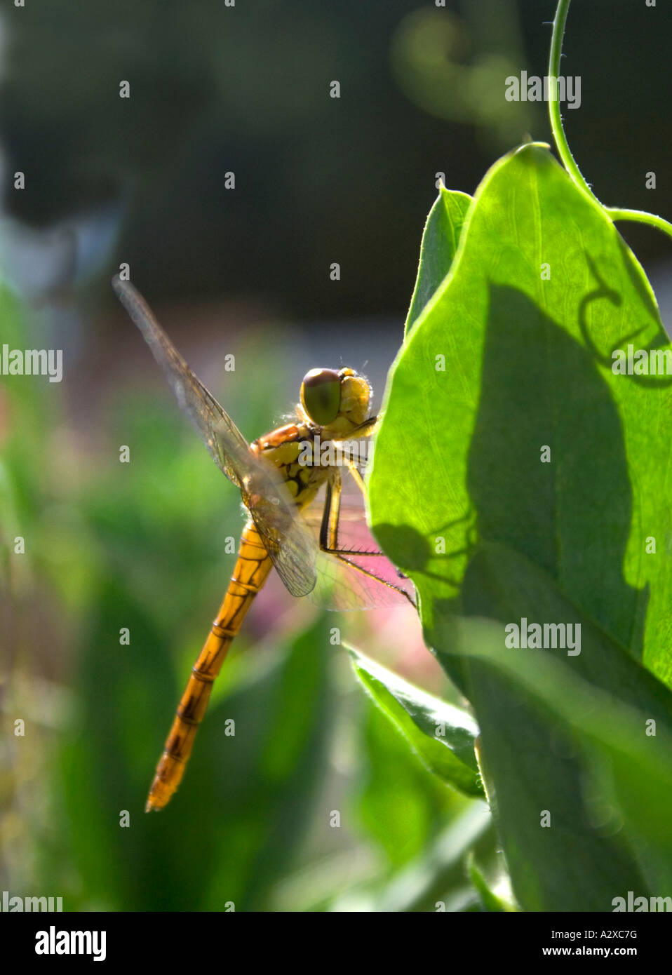 Order of insects hi-res stock photography and images - Alamy