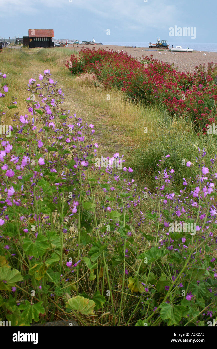 Beach wildflowers hi-res stock photography and images - Alamy