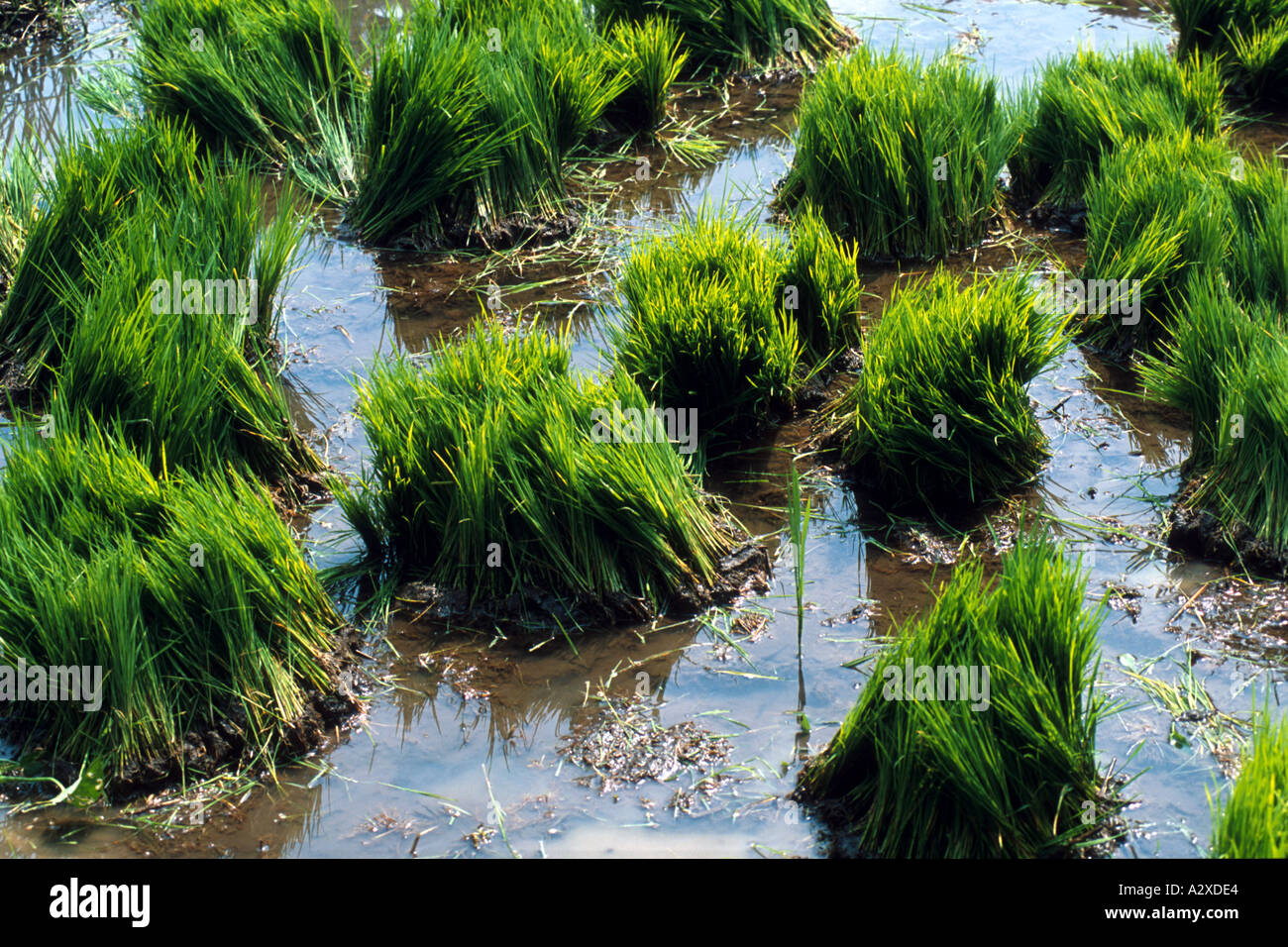 INDONESIA RICE TERRACES IN EAST JAVA Photograph by Julio Etchart Stock ...