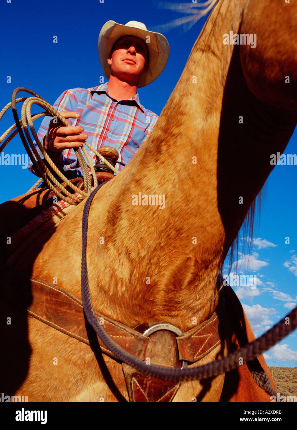 USA.  Stock man riding horse. Stock Photo