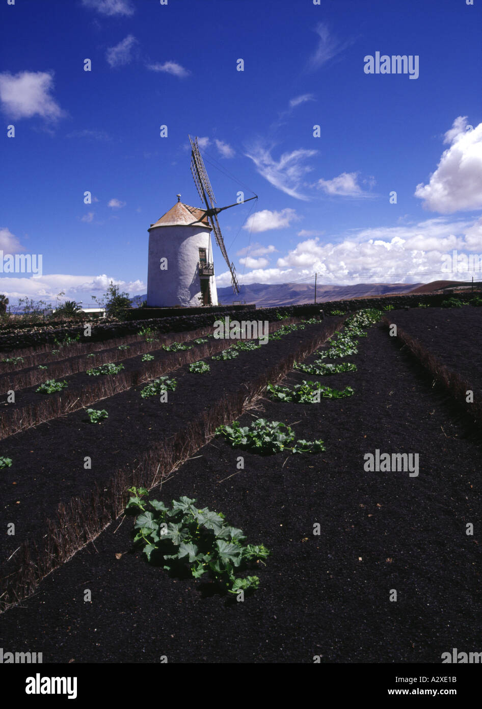 dh  TIAGUA LANZAROTE Field of crops and white wash walled windmill Stock Photo