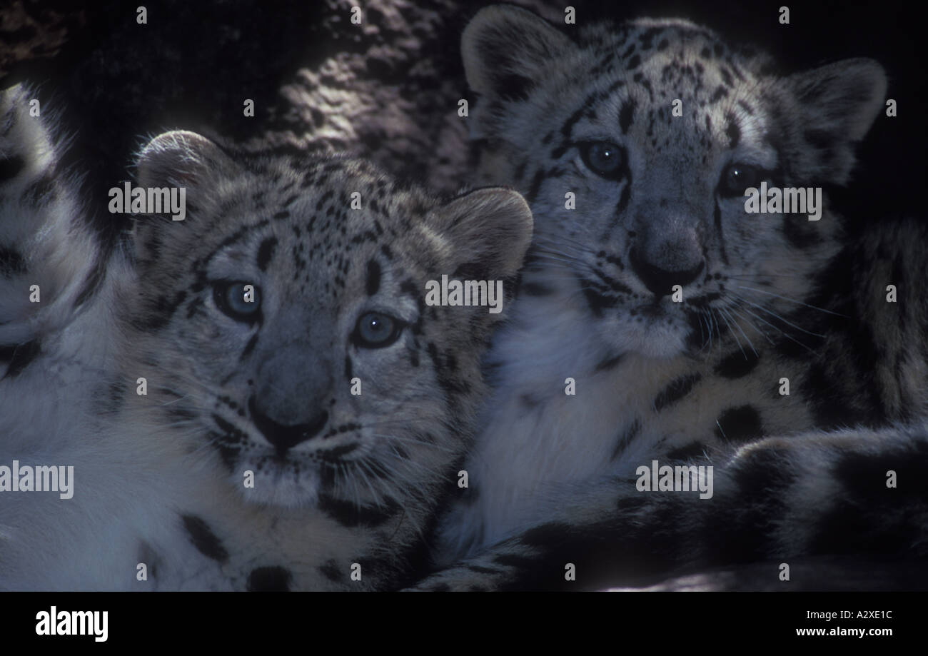 Captive Snow Leopard (Panthera uncia) Cubs Stock Photo