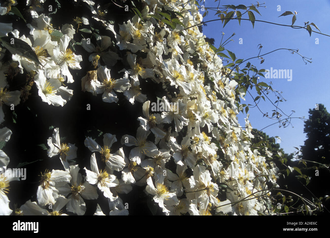 Floral arch in the Botanic Gardens Belfast Northern Ireland United