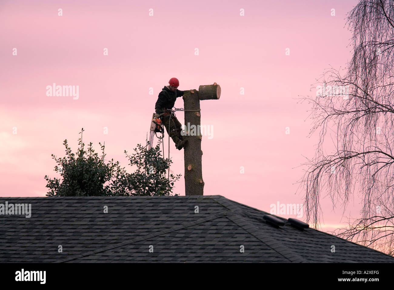 Man using chainsaw and safety equipment to cut down tall tree Seattle