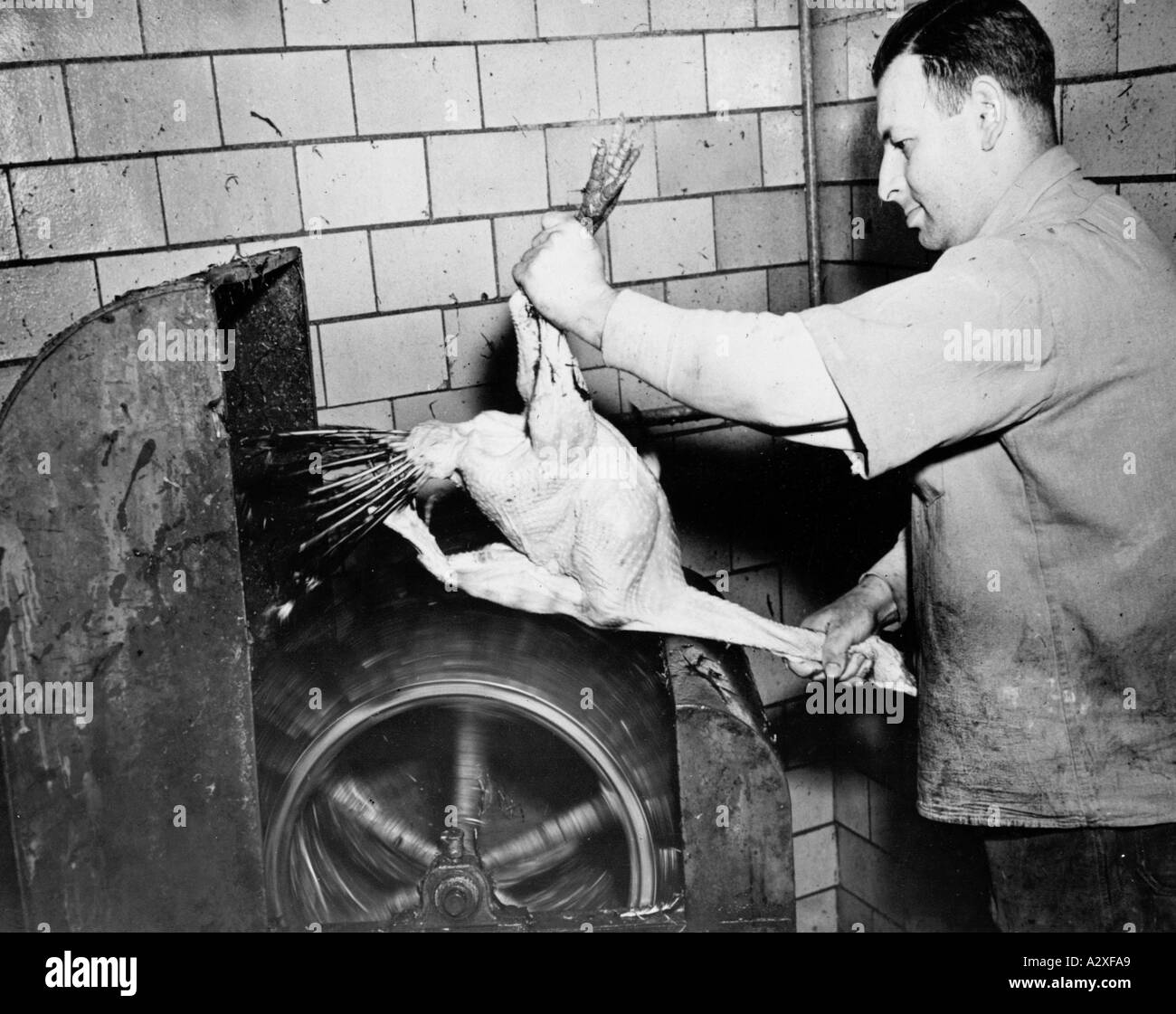 Poultry process Black and White Stock Photos & Images - Alamy