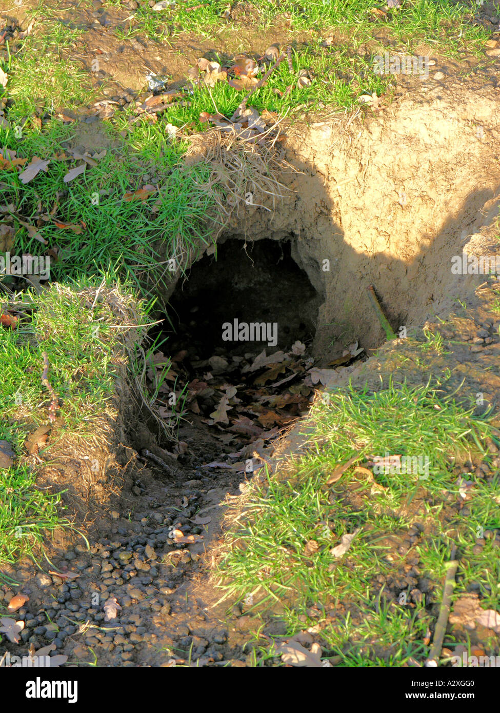 NATURE. RABBIT WARRENS Stock Photo Alamy