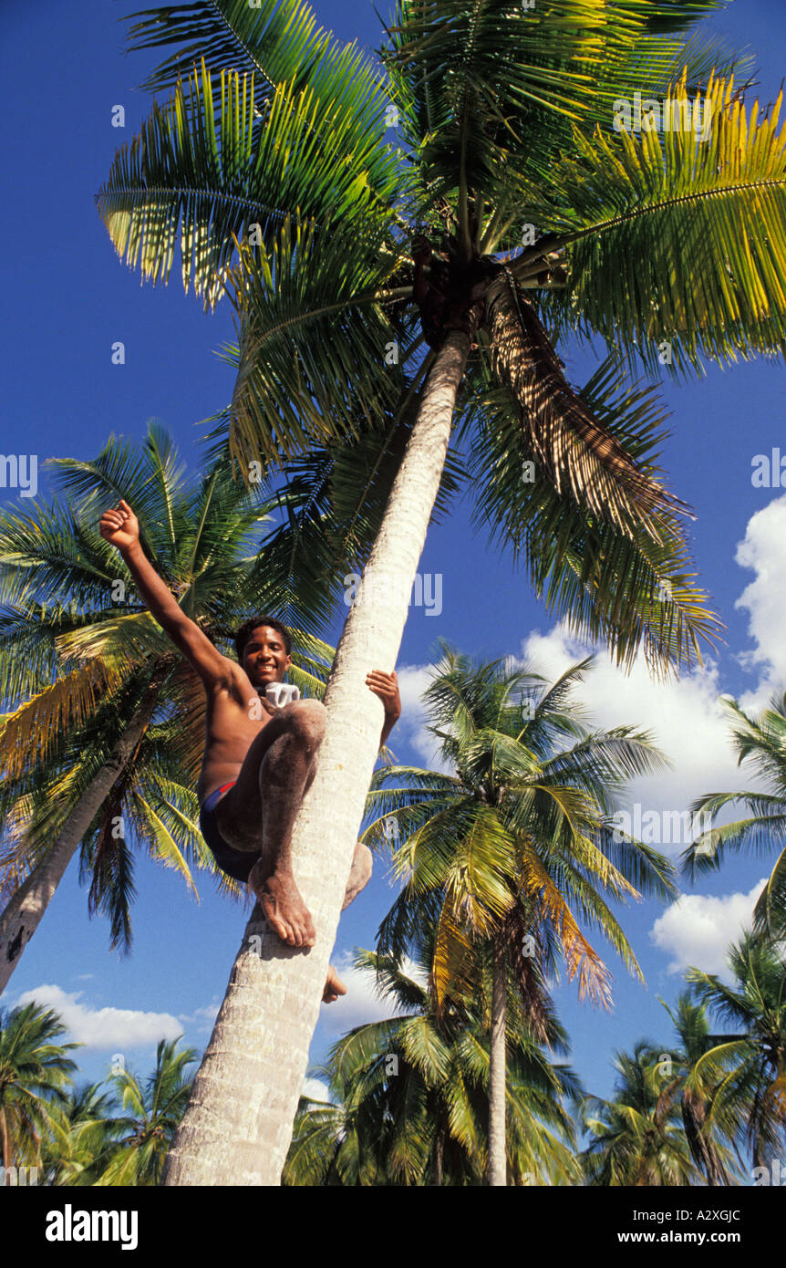 Caribbean Dominican Republic Young man climbing coconut tree and waving to on lookers Stock Photo