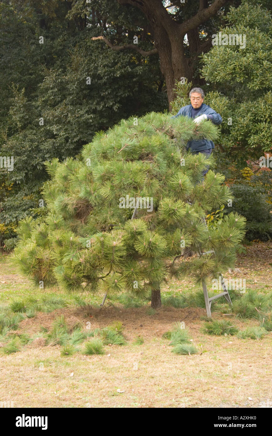 Tokyo Japan Hamarikyu Garden near the Sumida river Pine tree being