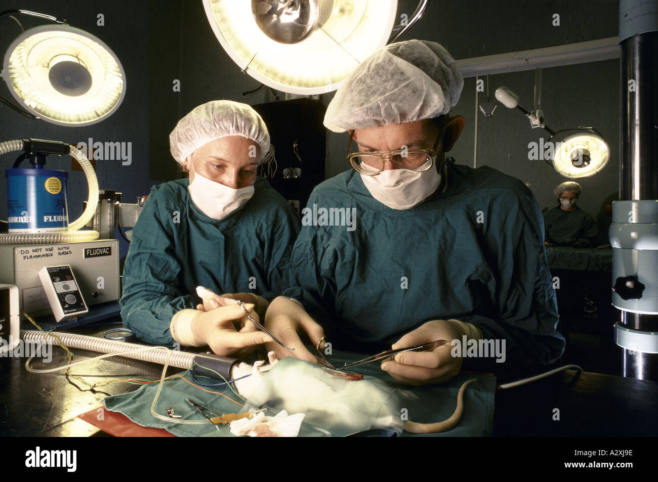 university animal testing dept operating on a rat tested to Stock Photo