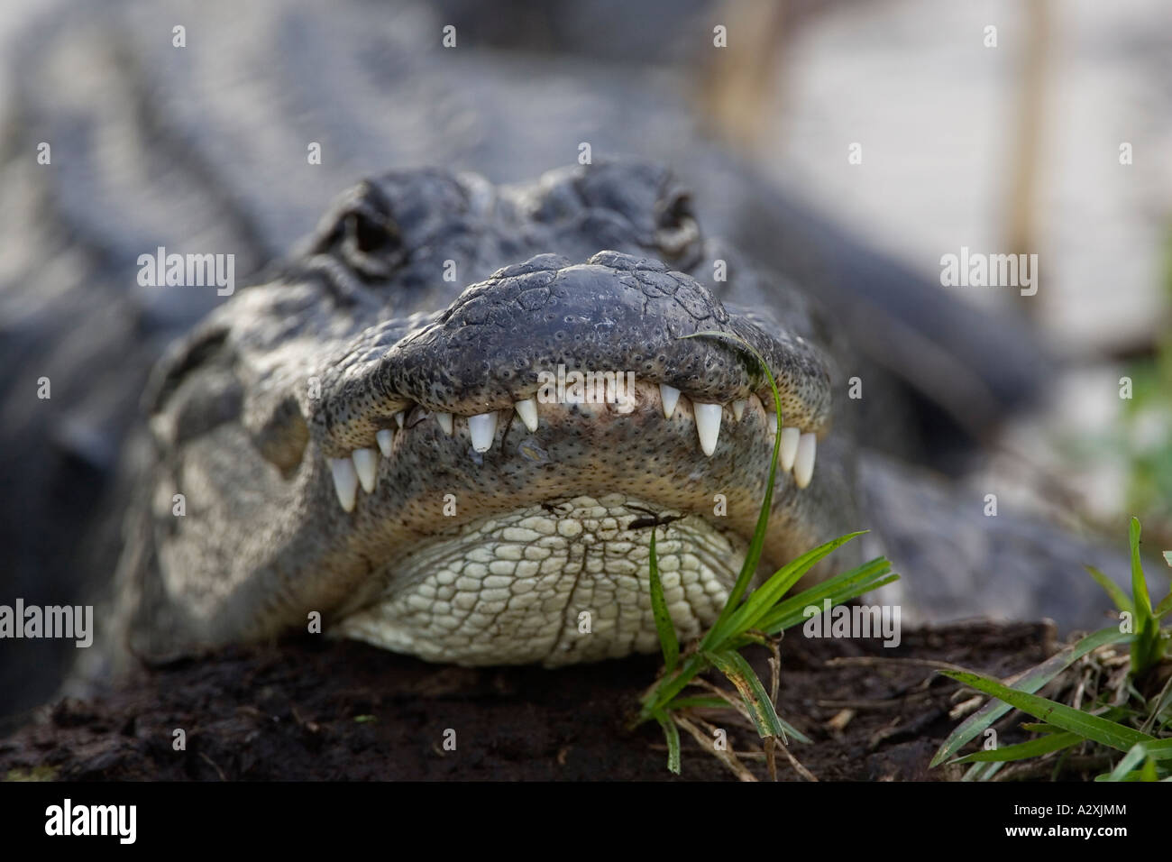 Aligator Alligator mississippiensis Aligator Stock Photo - Alamy