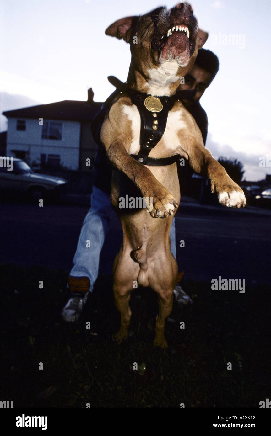owner holding bull terrier on lead as it jumps up on it s hind legs liverpool Stock Photo