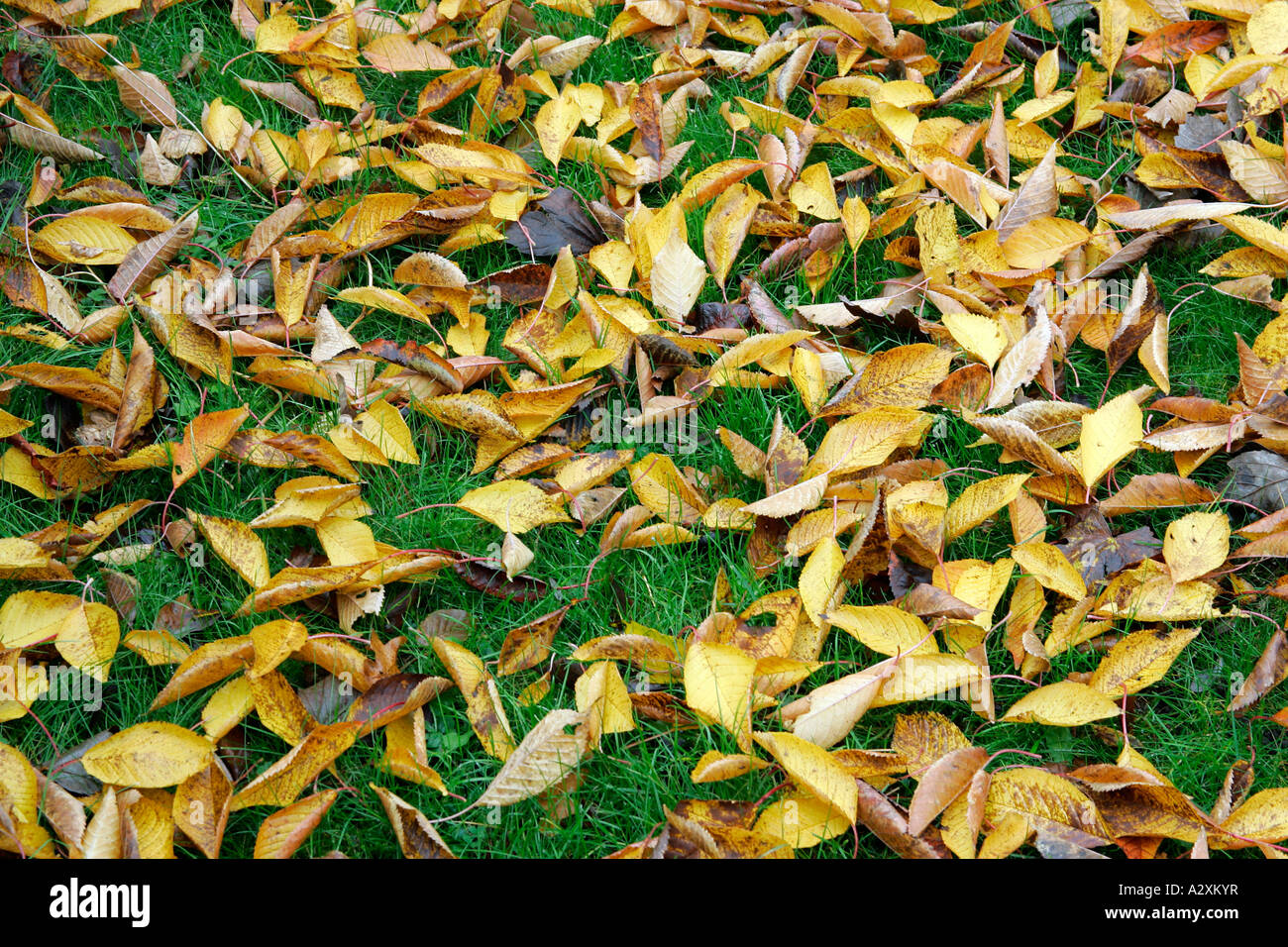 Cherrytree-leaves in autumn lieing on the grass (Prunus avium) Stock Photo