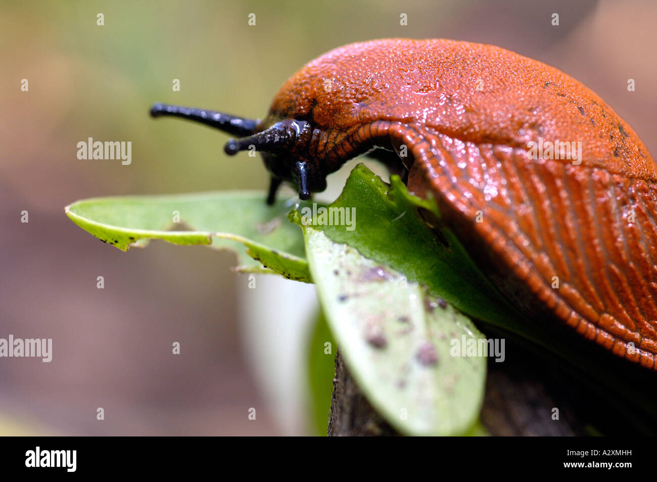 Slug (deroceras laeve) Stock Photo