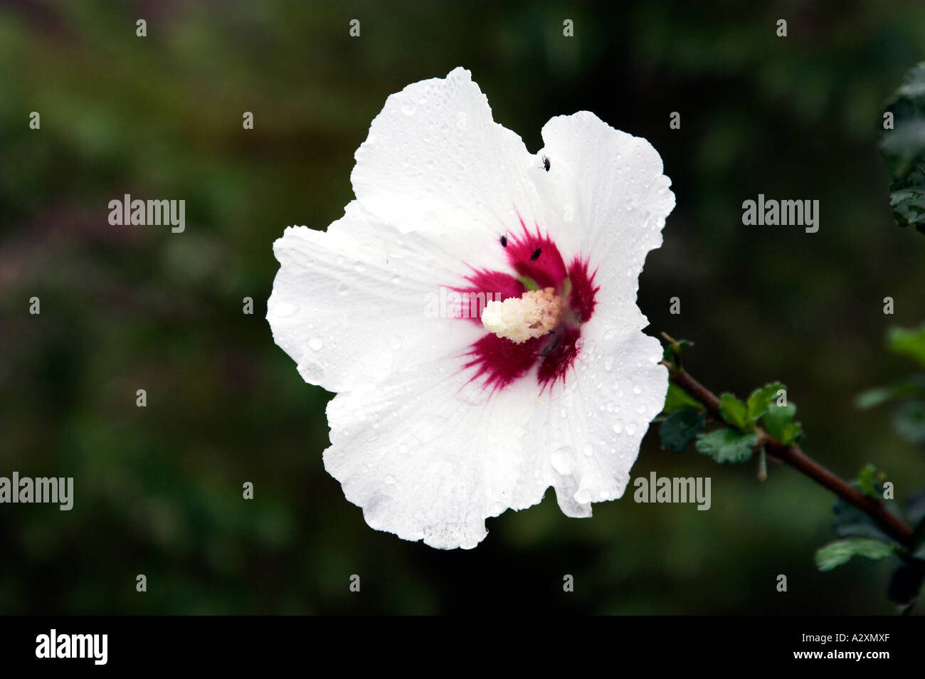 White hollyhock hi-res stock photography and images - Alamy