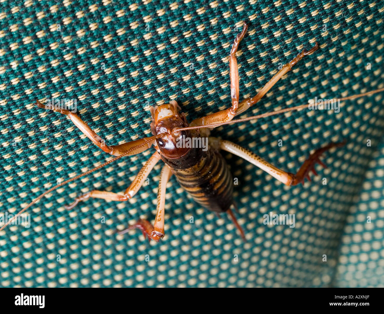 This weta an exotic insect related to grasshoppers crickets and locusts clings to the back of this chair Stock Photo